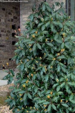 Jim Porter Sweet Toothed Tea Olive - 7 Gallon Pot (3-4') -Garden Plant Shop osmanthus armatus jim porter tea olive 1