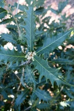 Jim Porter Sweet Toothed Tea Olive - 7 Gallon Pot (3-4') -Garden Plant Shop osmanthus armatus jim porter tea olive 4