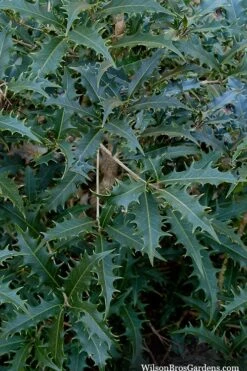 Jim Porter Sweet Toothed Tea Olive - 7 Gallon Pot (3-4') -Garden Plant Shop osmanthus armatus jim porter tea olive 6