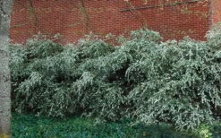 Delavay Tea Olive (Osmanthus Delavayi) - 5 Gallon Pot -Garden Plant Shop osmanthus delavayi delavay tea olive 1