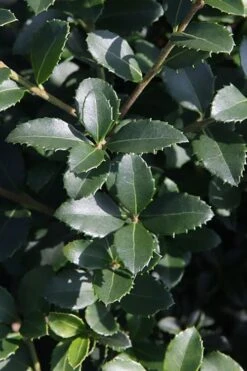 Delavay Tea Olive (Osmanthus Delavayi) - 5 Gallon Pot -Garden Plant Shop osmanthus delavayi delavay tea olive 10