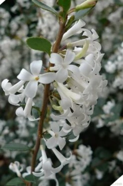 Delavay Tea Olive (Osmanthus Delavayi) - 5 Gallon Pot -Garden Plant Shop osmanthus delavayi delavay tea olive 2