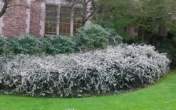 Delavay Tea Olive (Osmanthus Delavayi) - 5 Gallon Pot -Garden Plant Shop osmanthus delavayi delavay tea olive 6