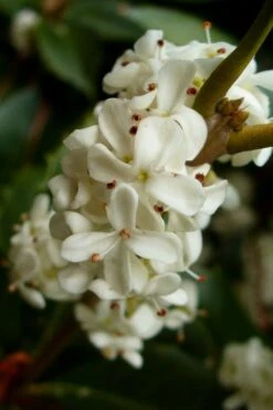 Fortune's Cold Hardy Tea Olive (Fragrant Osmanthus) - 3 Gallon Pot -Garden Plant Shop osmanthus fortunei fragrant tea olive 2