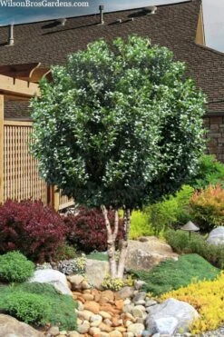 Fruitland's Fortune Tea Olive Double Trunk Tree Form - 7 Gallon Pot (4-5')
