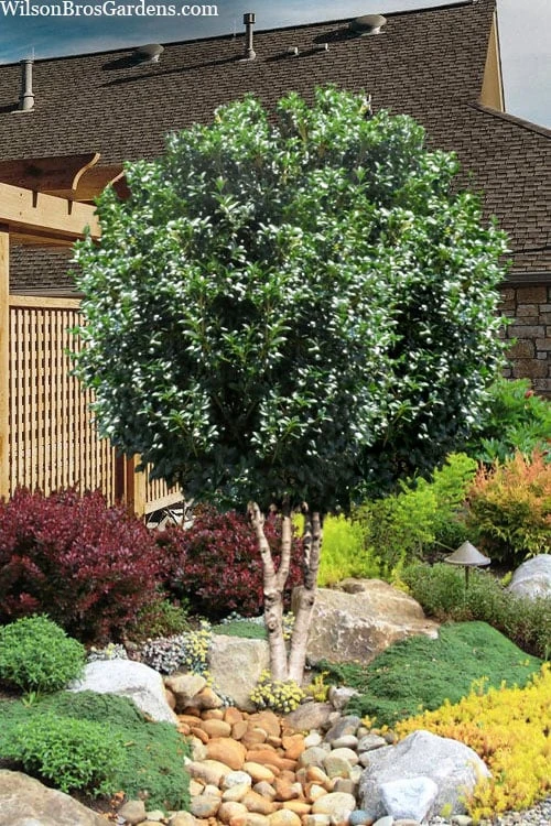 Fruitland's Fortune Tea Olive Double Trunk Tree Form - 7 Gallon Pot (4-5') 1 Fruitland's Fortune Tea Olive Double Trunk Tree Form - 7 Gallon Pot (4-5')