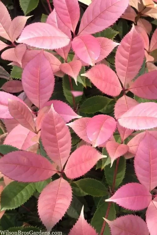 Noble Lady Tea Olive - 2 Gallon Pot 1 Noble Lady Tea Olive - 2 Gallon Pot