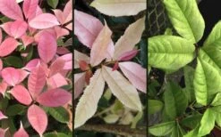 Noble Lady Tea Olive - 3 Gallon Pot 7 Noble Lady Tea Olive - 3 Gallon Pot -Garden Plant Shop osmanthus fragrans quinnan guifei noble lady tea olive 4 1