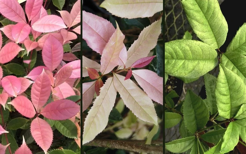 Noble Lady Tea Olive - 7 Gallon Pot (2-3') 4 Noble Lady Tea Olive - 7 Gallon Pot (2-3') - Image 4