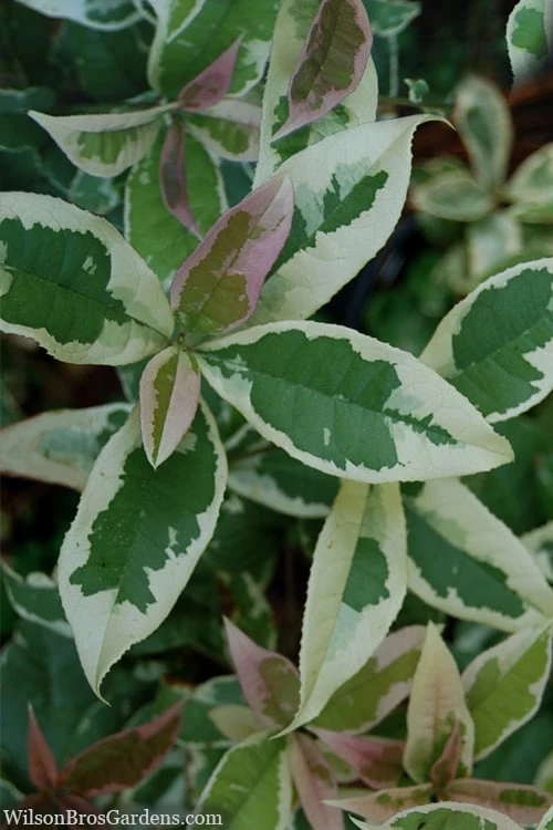 Pink Flush Variegated Tea Olive (Osmanthus Fragrans 'Yinbi Shuanghui') - Quart Pot 1 Pink Flush Variegated Tea Olive (Osmanthus Fragrans 'Yinbi Shuanghui') - Quart Pot