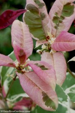 Pink Flush Variegated Tea Olive (Osmanthus Fragrans 'Yinbi Shuanghui') - 3 Gallon Pot 10 Pink Flush Variegated Tea Olive (Osmanthus Fragrans 'Yinbi Shuanghui') - 3 Gallon Pot -Garden Plant Shop osmanthus frangrans yinbi shuangui variegated tea olive 10 2