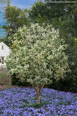 Pink Flush Variegated Tea Olive (Osmanthus Fragrans 'Yinbi Shuanghui') - 6 Pack Of Quart Pots -Garden Plant Shop osmanthus frangrans yinbi shuangui variegated tea olive 8 3