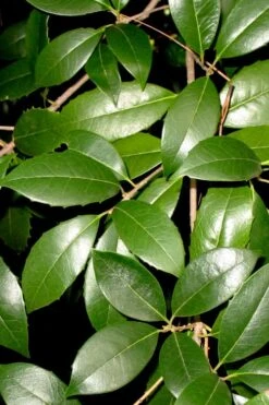 Fruitland's Fortune Tea Olive (Fragrant Osmanthus) - 3 Gallon Pot -Garden Plant Shop osmanthus fruitlands fortune tea olive 1 2