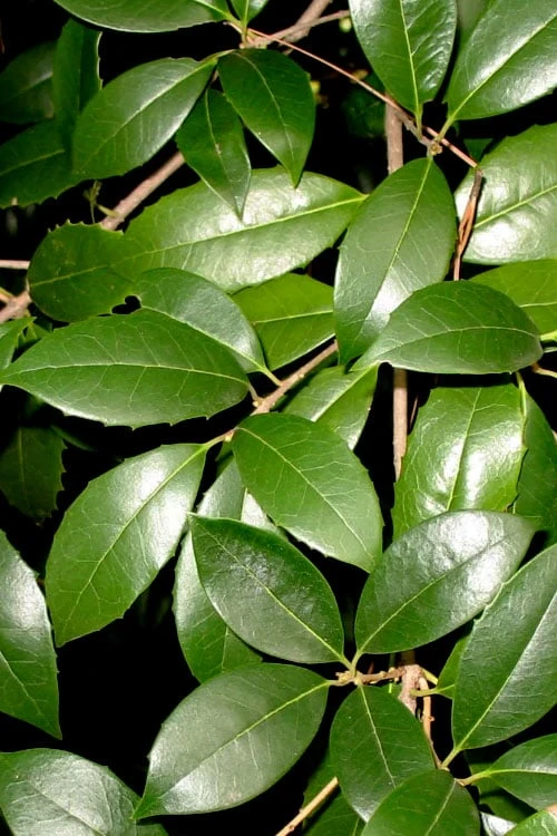 Fruitland's Fortune Tea Olive (Fragrant Osmanthus) - 7 Gallon Pot (4-5') 5 Fruitland's Fortune Tea Olive (Fragrant Osmanthus) - 7 Gallon Pot (4-5') - Image 5