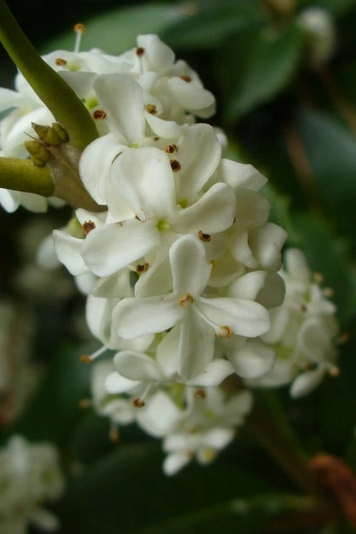 Fruitland's Fortune Tea Olive (Fragrant Osmanthus) - 7 Gallon Pot (4-5') 1 Fruitland's Fortune Tea Olive (Fragrant Osmanthus) - 7 Gallon Pot (4-5')