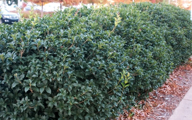 Fruitland's Fortune Tea Olive (Fragrant Osmanthus) - 1 Gallon Pot 6 Fruitland's Fortune Tea Olive (Fragrant Osmanthus) - 1 Gallon Pot - Image 6