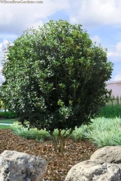 Fruitland's Fortune Tea Olive (Fragrant Osmanthus) - 3 Gallon Pot -Garden Plant Shop osmanthus fruitlands fortune tea olive 6 1