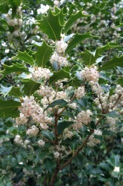 Gulftide Hardy Tea Olive (Osmanthus) - 2 Gallon Pot -Garden Plant Shop osmanthus heterophyllus gulftide tea olive false holly 10