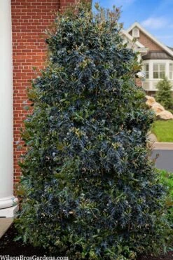 Gulftide Hardy Tea Olive (Osmanthus) - 2 Gallon Pot -Garden Plant Shop osmanthus heterophyllus gulftide tea olive false holly 5