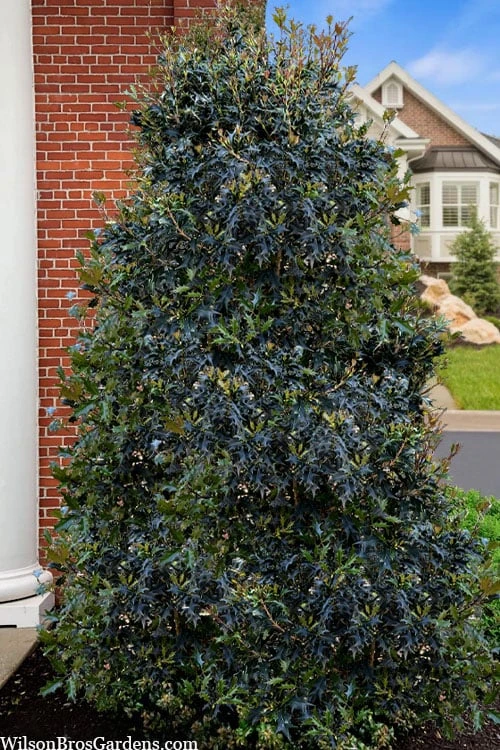 Gulftide Hardy Tea Olive (Osmanthus) - 3 Gallon Pot 4 Gulftide Hardy Tea Olive (Osmanthus) - 3 Gallon Pot - Image 4