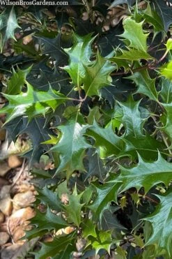 Gulftide Hardy Tea Olive (Osmanthus) - 2 Gallon Pot -Garden Plant Shop osmanthus heterophyllus gulftide tea olive false holly 6