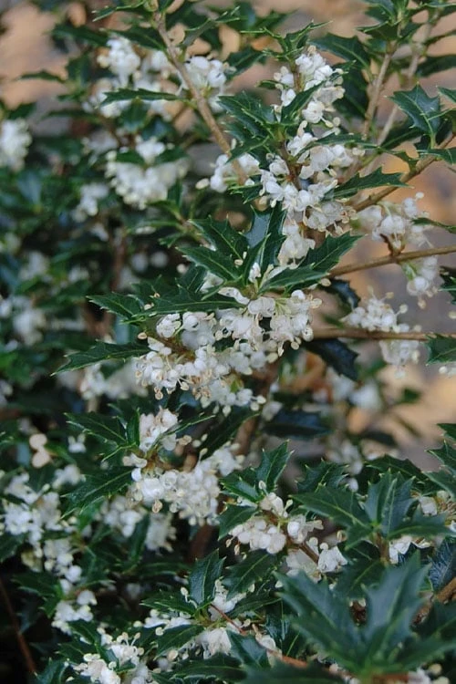 Party Princess 'Kaori Hime' Fragrant Tea Olive - 1 Gallon Pot 1 Party Princess 'Kaori Hime' Fragrant Tea Olive - 1 Gallon Pot