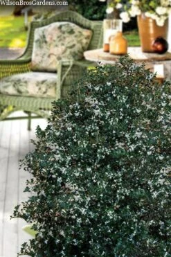 Party Princess 'Kaori Hime' Tea Olive - 7 Gallon Pot (2-3') 12 Party Princess 'Kaori Hime' Tea Olive - 7 Gallon Pot (2-3') -Garden Plant Shop osmanthus heterophyllus kaori hime party princess tea olive 15 2