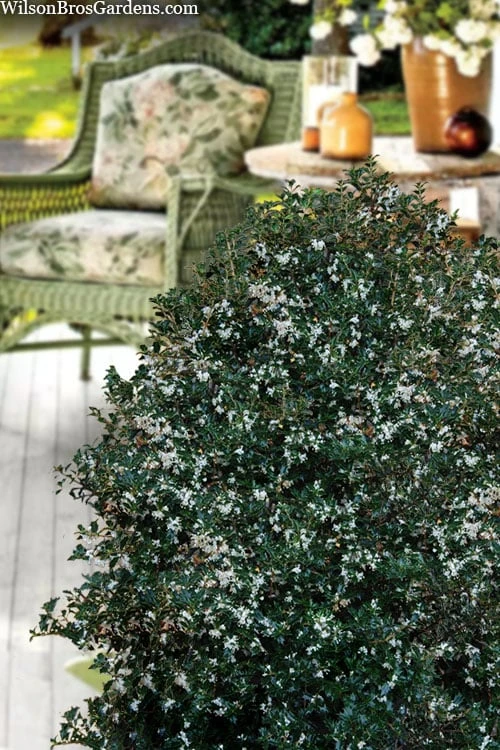 Party Princess 'Kaori Hime' Tea Olive - 3 Gallon Pot 6 Party Princess 'Kaori Hime' Tea Olive - 3 Gallon Pot - Image 6