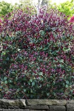 Purple Leaf Tea Olive (Osmanthus Heterophyllus 'Purpurea') - 3 Gallon Pot