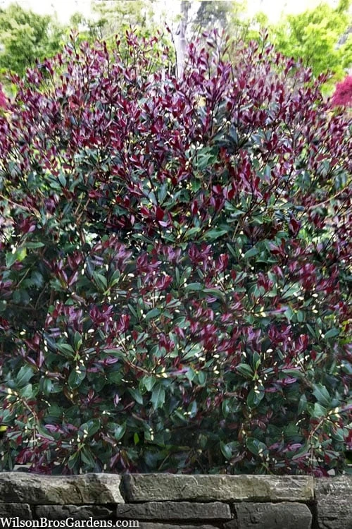 Purple Leaf Tea Olive (Osmanthus Heterophyllus 'Purpurea') - 3 Gallon Pot 1 Purple Leaf Tea Olive (Osmanthus Heterophyllus 'Purpurea') - 3 Gallon Pot