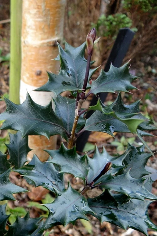 Purple Leaf Tea Olive (Osmanthus Heterophyllus 'Purpurea') - 1 Gallon Pot 6 Purple Leaf Tea Olive (Osmanthus Heterophyllus 'Purpurea') - 1 Gallon Pot - Image 6