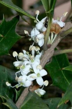 Purple Leaf Tea Olive (Osmanthus Heterophyllus 'Purpurea') - 2 Gallon Pot 13 Purple Leaf Tea Olive (Osmanthus Heterophyllus 'Purpurea') - 2 Gallon Pot -Garden Plant Shop osmanthus heterophyllus purpurea purple leaf tea olive 8