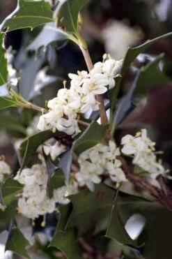 Purple Leaf Tea Olive (Osmanthus Heterophyllus 'Purpurea') - 1 Gallon Pot 11 Purple Leaf Tea Olive (Osmanthus Heterophyllus 'Purpurea') - 1 Gallon Pot -Garden Plant Shop osmanthus heterophyllus purpurea purple leaf tea olive 9 2