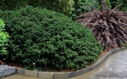 Round Leaf Tea Olive (Osmanthus Heterophyllus 'Rotundifolius') - 1 Gallon Pot 7 Round Leaf Tea Olive (Osmanthus Heterophyllus 'Rotundifolius') - 1 Gallon Pot -Garden Plant Shop osmanthus heterophyllus rotundifolius round leaf tea olive 10