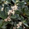 Round Leaf Tea Olive (Osmanthus Heterophyllus 'Rotundifolius') - 1 Gallon Pot