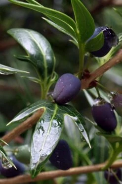 Sasaba Bamboo Leaf Tea Olive - 1 Gallon Pot -Garden Plant Shop osmanthus heterophyllus sasaba ivy leaf tea olive 2