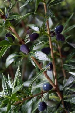 Sasaba Bamboo Leaf Tea Olive - 1 Gallon Pot -Garden Plant Shop osmanthus heterophyllus sasaba ivy leaf tea olive 5