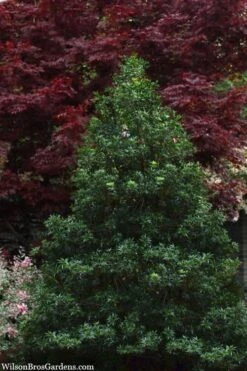 Sasaba Bamboo Leaf Tea Olive - 1 Gallon Pot -Garden Plant Shop osmanthus heterophyllus sasaba ivy leaf tea olive 8