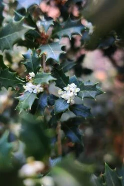 Party Princess 'Kaori Hime' Tea Olive - 7 Gallon Pot (2-3') 10 Party Princess 'Kaori Hime' Tea Olive - 7 Gallon Pot (2-3') -Garden Plant Shop osmanthus kaori hime party princess tea olive 1 2