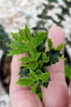 Party Princess 'Kaori Hime' Fragrant Tea Olive - 1 Gallon Pot 13 Party Princess 'Kaori Hime' Fragrant Tea Olive - 1 Gallon Pot -Garden Plant Shop osmanthus kaori hime party princess tea olive 2 1