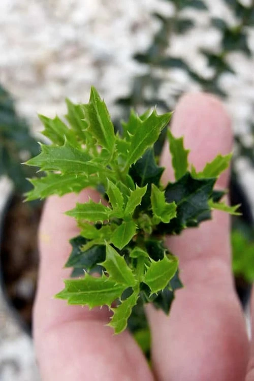 Party Princess 'Kaori Hime' Tea Olive - 7 Gallon Pot (2-3') 7 Party Princess 'Kaori Hime' Tea Olive - 7 Gallon Pot (2-3') - Image 7