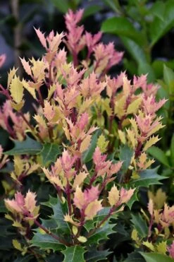 Party Lights Pink Flush Tea Olive - Osmanthus Heterophyllus - 2 Gallon Pot -Garden Plant Shop osmanthus party lights 500x750 4