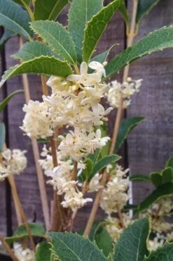 San Jose Fortune's Tea Olive Osmanthus - 3 Gallon Pot