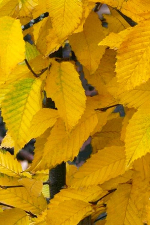 American Hop Hornbeam (Ostrya Virginiana) - 3 Gallon Pot 6 American Hop Hornbeam (Ostrya Virginiana) - 3 Gallon Pot - Image 6