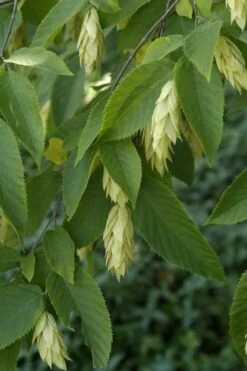 American Hop Hornbeam (Ostrya Virginiana) - 3 Pack Of 1.5 Quart Pots 12 American Hop Hornbeam (Ostrya Virginiana) - 3 Pack Of 1.5 Quart Pots -Garden Plant Shop ostrya virginiana hophornbeam tree 6