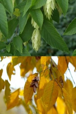 American Hop Hornbeam (Ostrya Virginiana) - 1 Gallon Pot 14 American Hop Hornbeam (Ostrya Virginiana) - 1 Gallon Pot -Garden Plant Shop ostrya virginiana hophornbeam tree 7 1