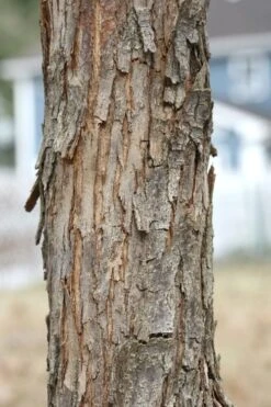 American Hop Hornbeam (Ostrya Virginiana) - 1 Gallon Pot 15 American Hop Hornbeam (Ostrya Virginiana) - 1 Gallon Pot -Garden Plant Shop ostrya virginiana hophornbeam tree 8 1