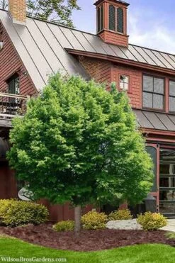 American Hop Hornbeam (Ostrya Virginiana) - 3 Pack Of 1.5 Quart Pots 11 American Hop Hornbeam (Ostrya Virginiana) - 3 Pack Of 1.5 Quart Pots -Garden Plant Shop ostrya virginiana hophornbeam tree 9