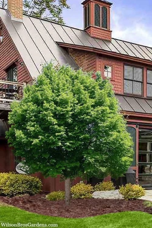 American Hop Hornbeam (Ostrya Virginiana) - 3 Pack Of 1.5 Quart Pots 4 American Hop Hornbeam (Ostrya Virginiana) - 3 Pack Of 1.5 Quart Pots - Image 4