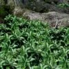 Pachysandra (Japanese Spurge) - 6 Pack Of Pint Pots